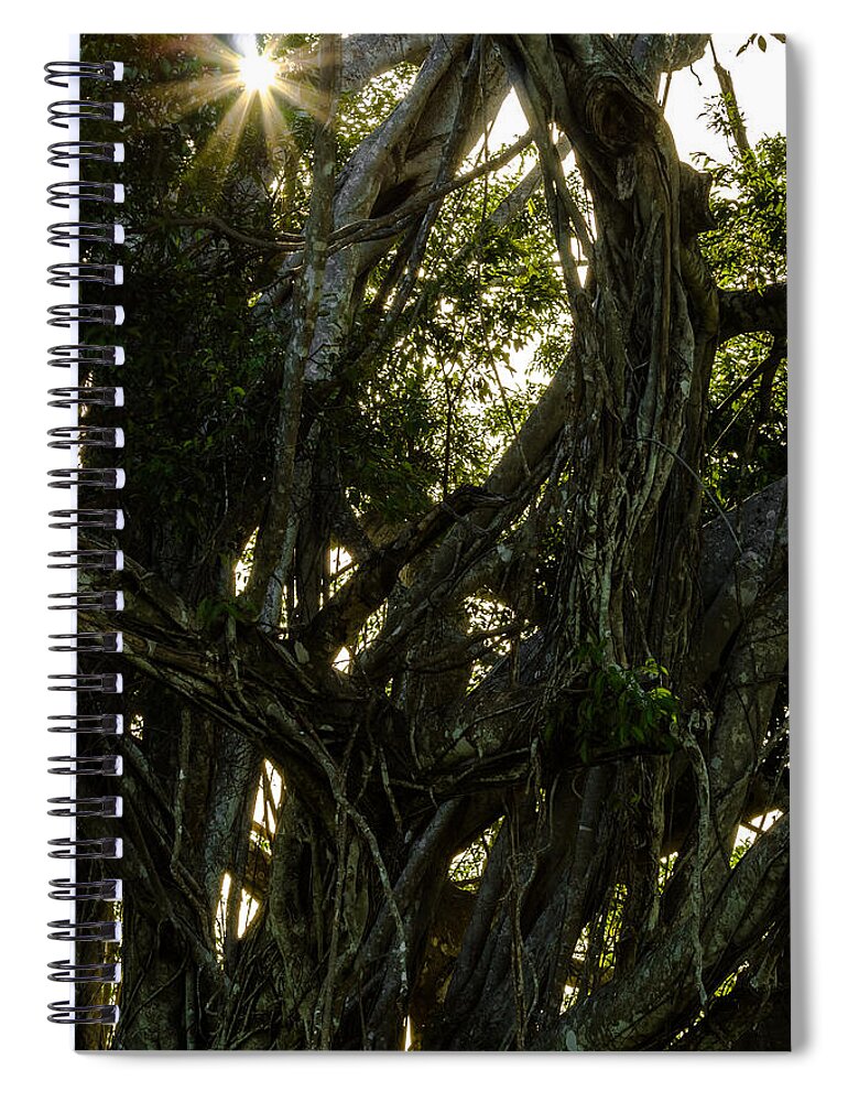 Bark Spiral Notebook featuring the photograph Sunlight Through the Tangle by Ed Gleichman