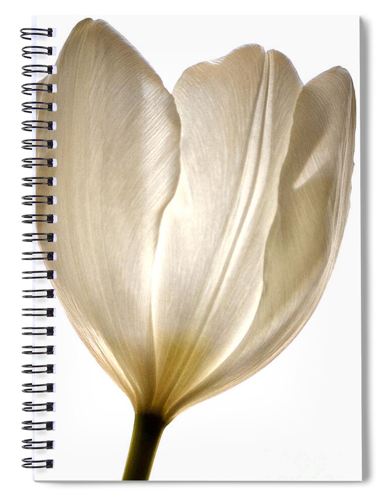 White Tulip Spiral Notebook featuring the photograph Sunlight White by Deb Halloran