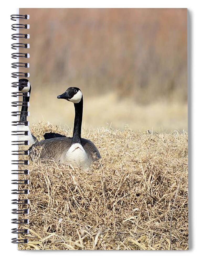 Geese Spiral Notebook featuring the photograph Sunny Days by Bonfire Photography