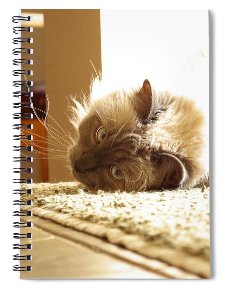 Cat Spiral Notebook featuring the photograph Sunny Jack by Cindy Johnston