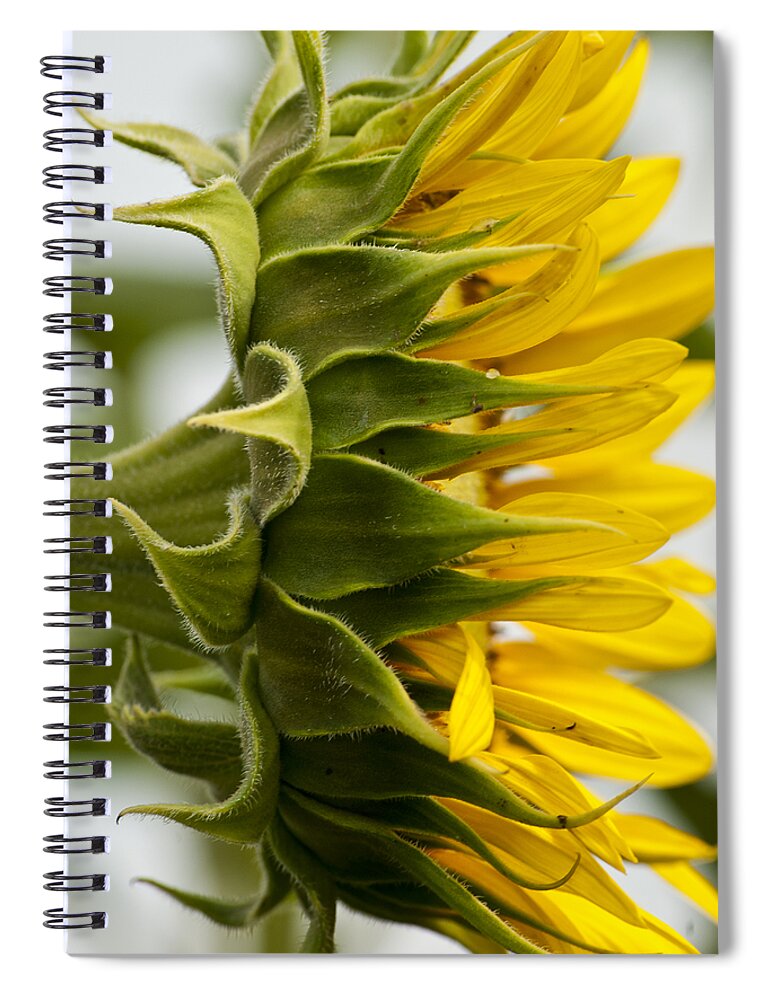 Bloom Spiral Notebook featuring the photograph Sunny Side by Christi Kraft