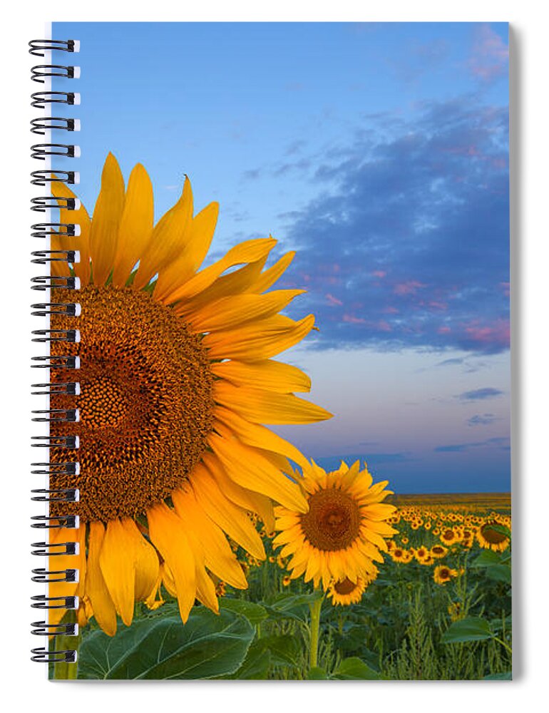 Sunflowers Spiral Notebook featuring the photograph Sunny Side Up by Darren White