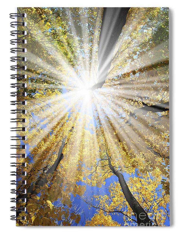 Autumn Spiral Notebook featuring the photograph Sunrays in the forest by Elena Elisseeva