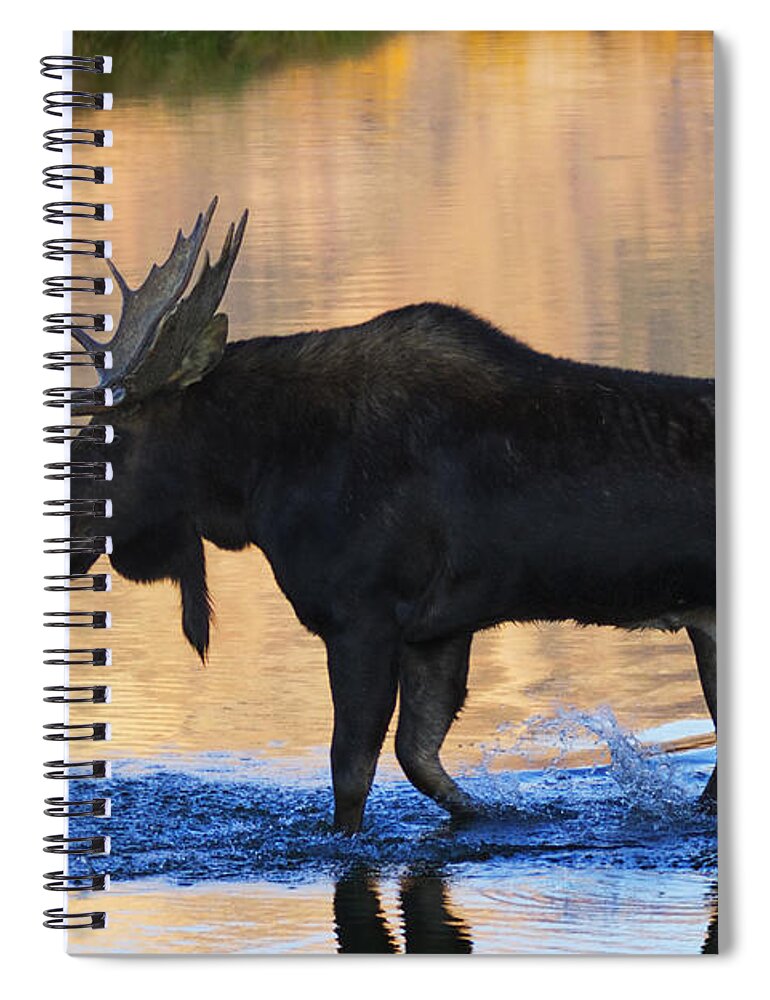 Bull Moose Spiral Notebook featuring the photograph Sunrise Stroll by Mark Kiver