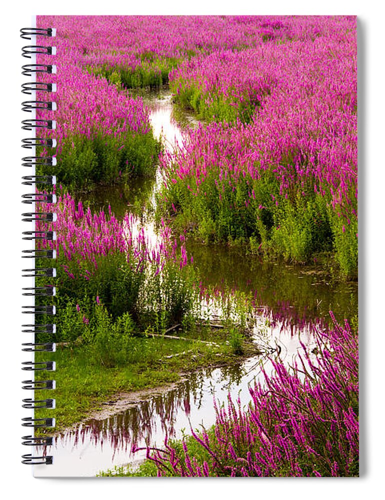 Tranquility Spiral Notebook featuring the photograph Sunset Over Purple Loosestrife by Kunal Mehra