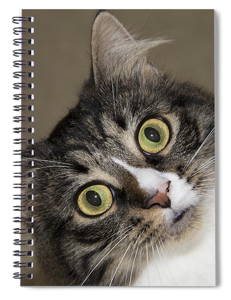 Cats Spiral Notebook featuring the photograph Surprise by Jeannette Hunt