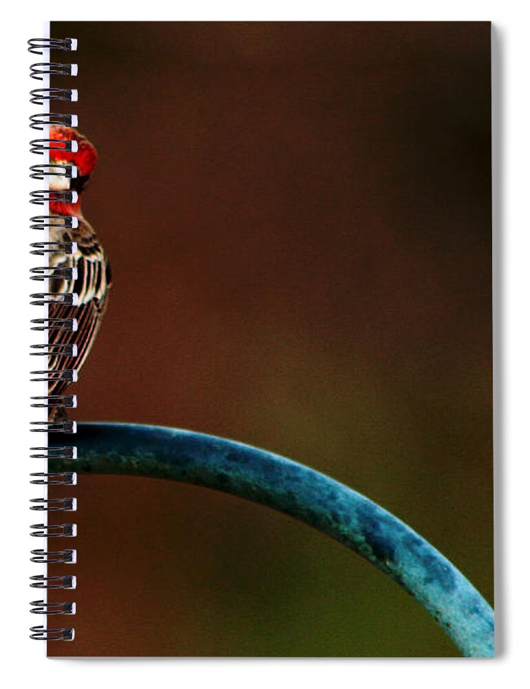 Surreal Spiral Notebook featuring the photograph Surreal Purple Finch by David Yocum