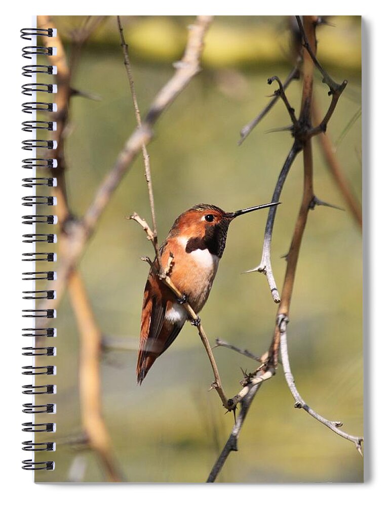 Allen's Hummingbird Spiral Notebook featuring the photograph Surrounded by Thorns by Amy Gallagher