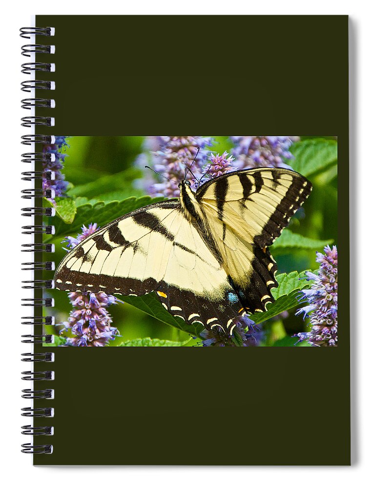 Anise Hyssop Spiral Notebook featuring the photograph Swallowtail Butterfly on Anise Hyssop by Kristin Hatt