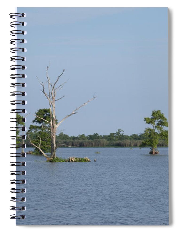 Water Lilly Spiral Notebook featuring the photograph Swamp Cypress Trees by Joseph Baril