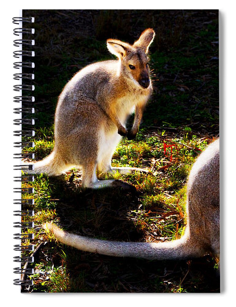#wallaby Spiral Notebook featuring the photograph Red-necked Wallabies by Miroslava Jurcik