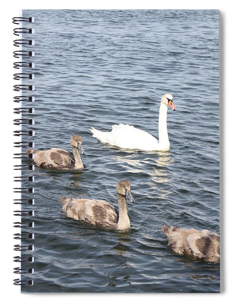 Swan And His Ducklings Spiral Notebook featuring the photograph Swan and his Ducklings by John Telfer