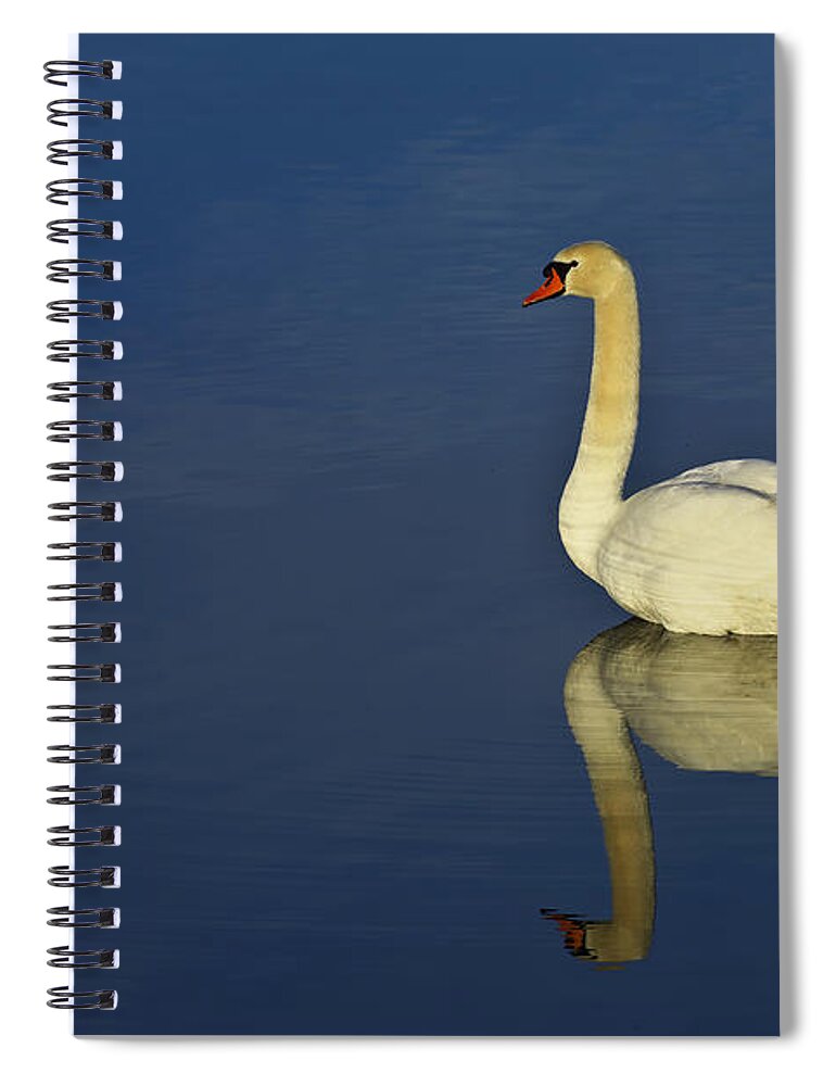 White Spiral Notebook featuring the photograph Swan by Ivan Slosar