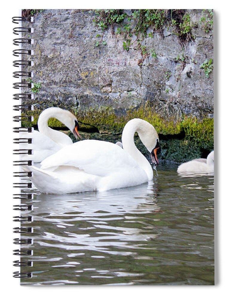 Animal Spiral Notebook featuring the photograph Swans and Cygnets in Brugge Canal Belgium by Thomas Marchessault
