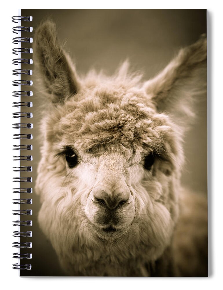 Alpaca Spiral Notebook featuring the photograph Sweet Alpaca by Shane Holsclaw