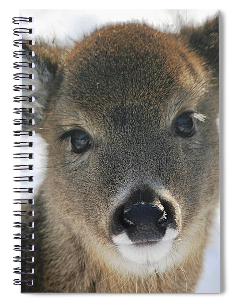 Deer Spiral Notebook featuring the photograph Sweet Face by Living Color Photography Lorraine Lynch