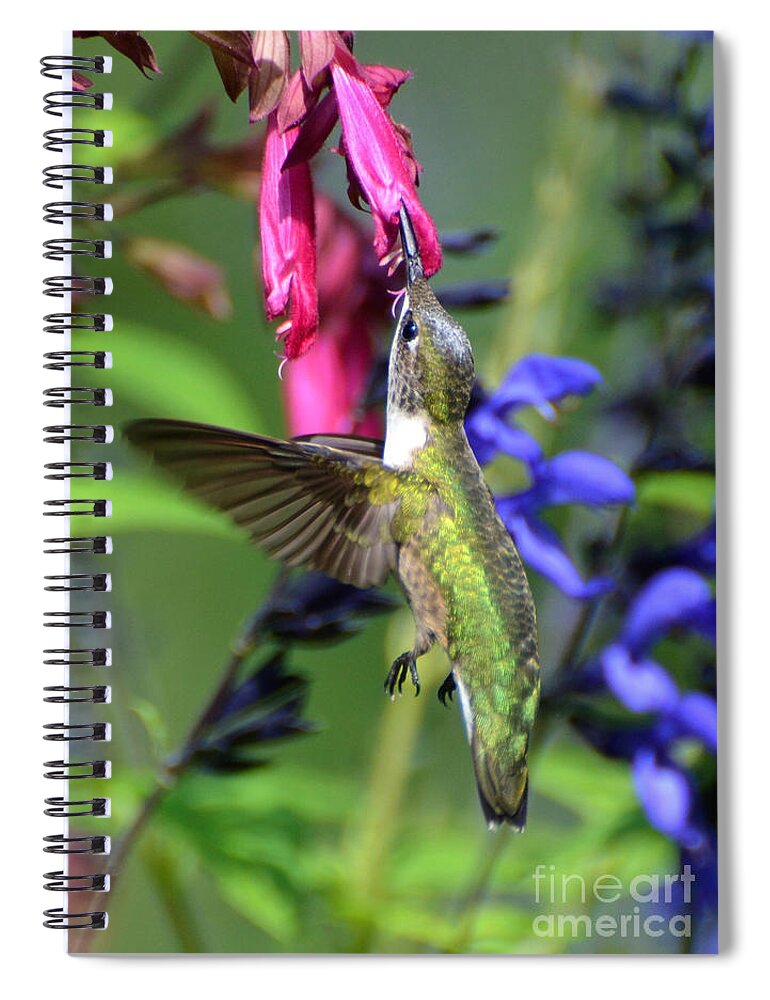 Birds Spiral Notebook featuring the photograph Sweet Hummer by Kathy Baccari