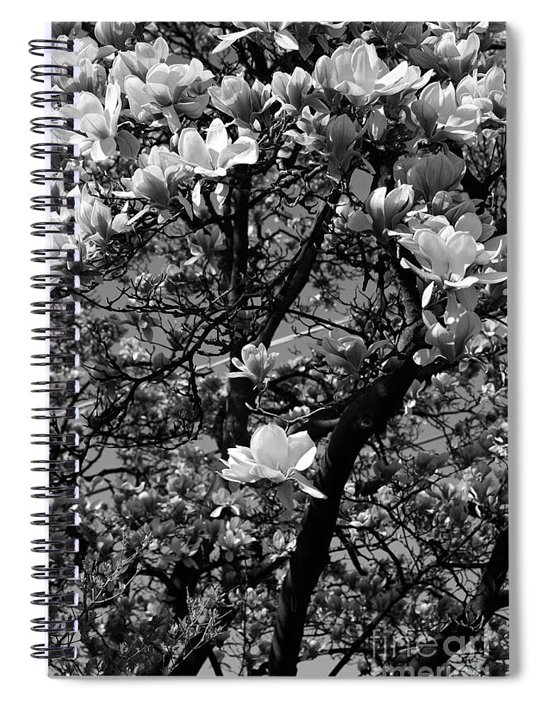White-magnolia Spiral Notebook featuring the photograph Sweet Magnolia by Frank J Casella
