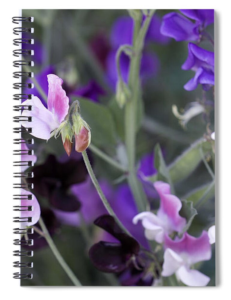 Pellirojos Writing Spiral Notebook featuring the photograph Sweet Pea Collection by Donna L Munro