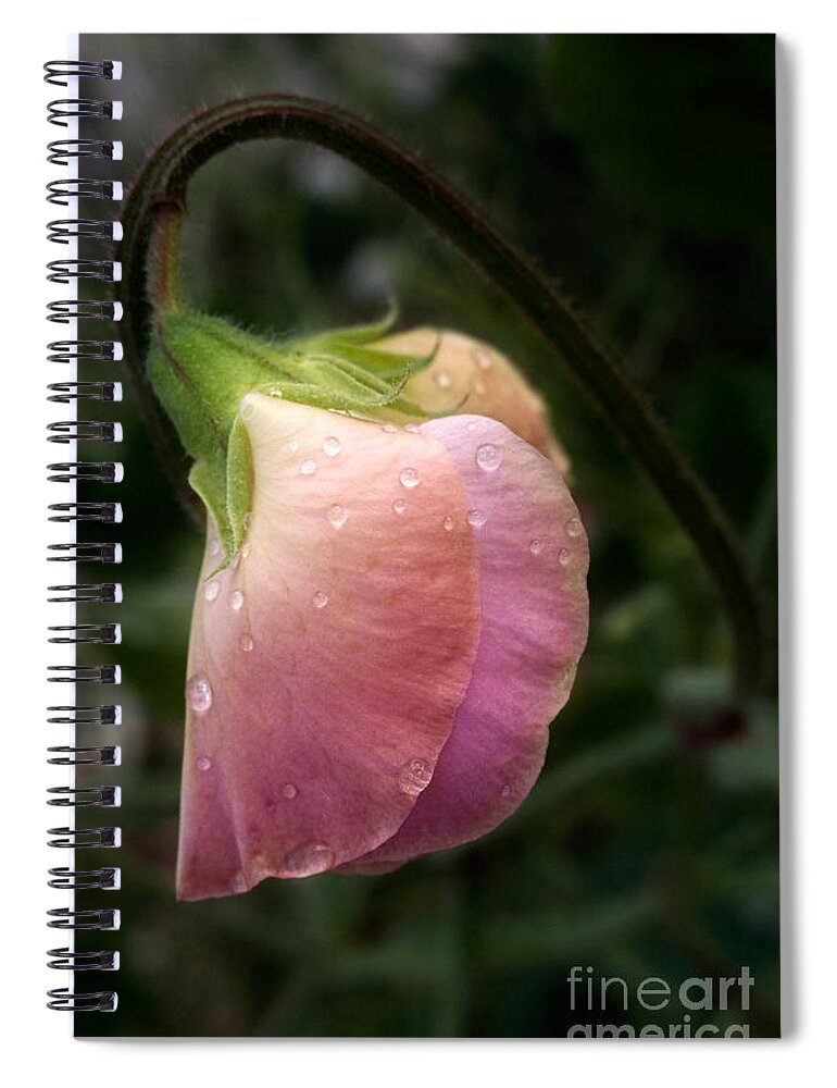 Sweet Pea Spiral Notebook featuring the photograph Sweet Pea in the Rain by Ann Garrett