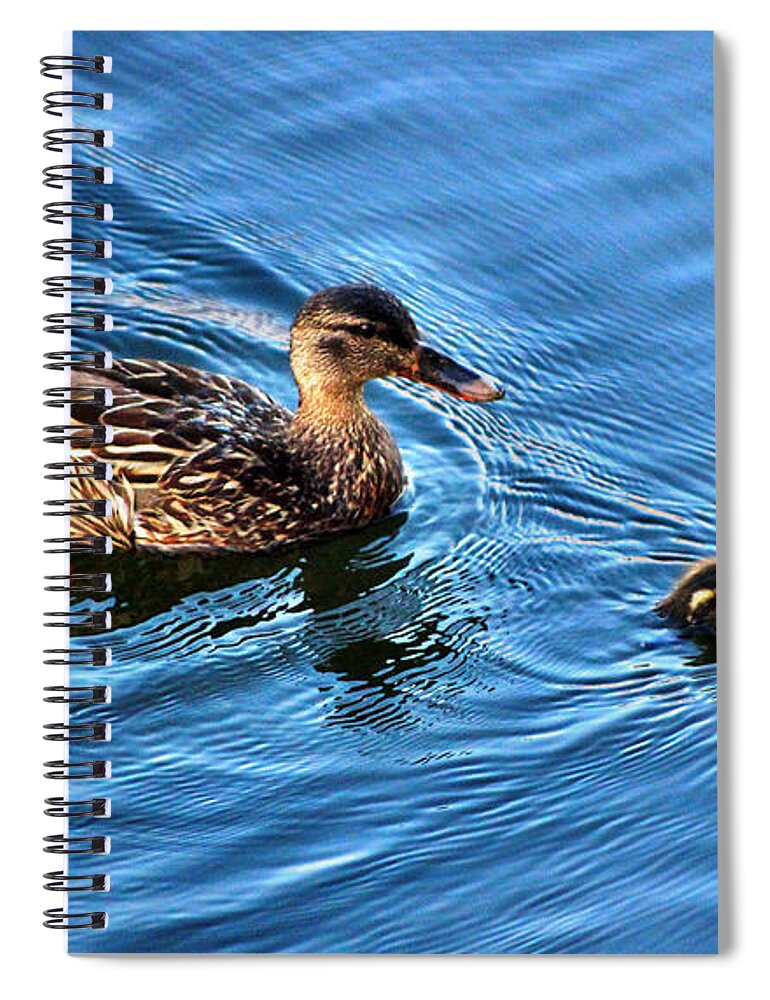 Duck Spiral Notebook featuring the photograph Swimming Lesson by Judy Palkimas