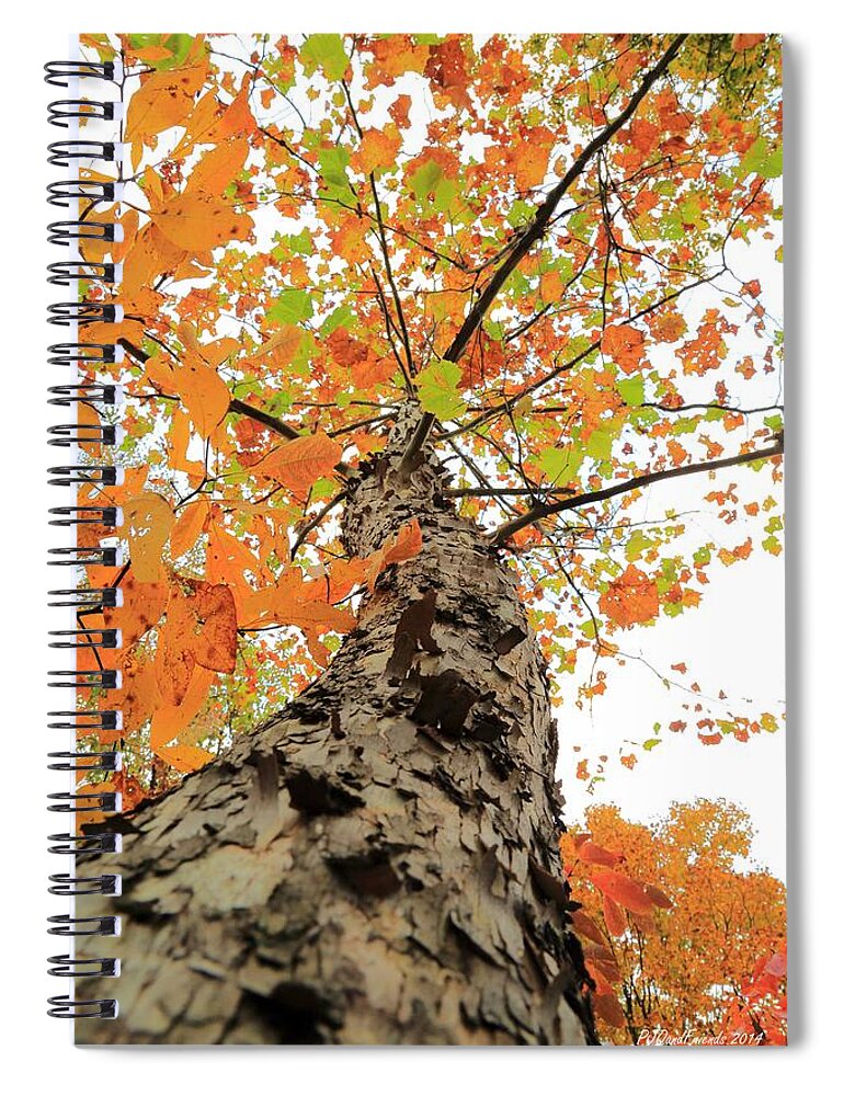Sycamore Dancing Spiral Notebook featuring the photograph Sycamore Dancing by PJQandFriends Photography