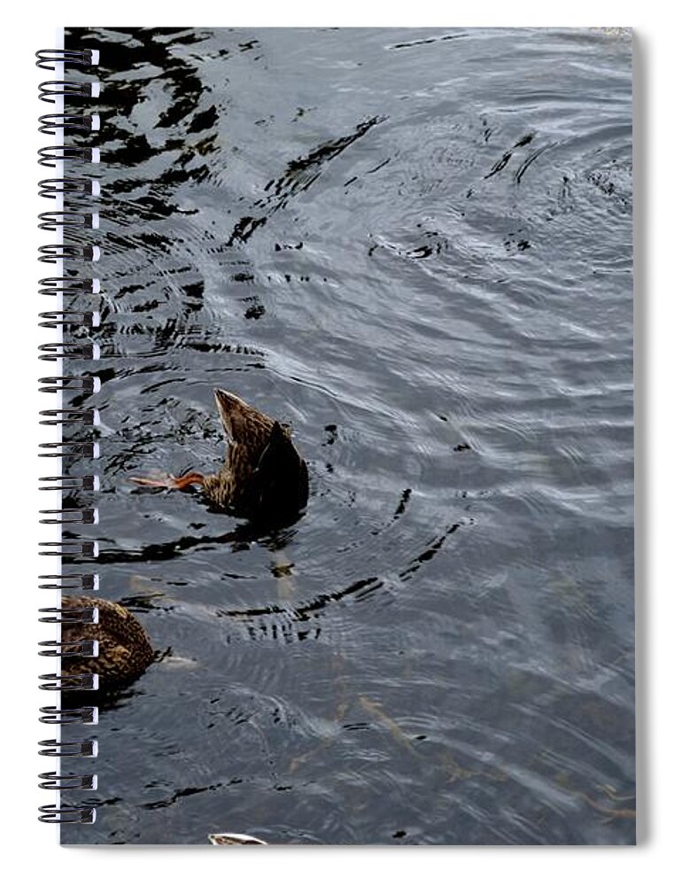 Mallard Spiral Notebook featuring the photograph Synchronised Swimming Team by Scott Lyons