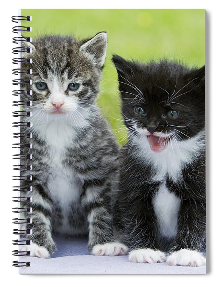 Feb0514 Spiral Notebook featuring the photograph Tabby And Black Kittens by Duncan Usher