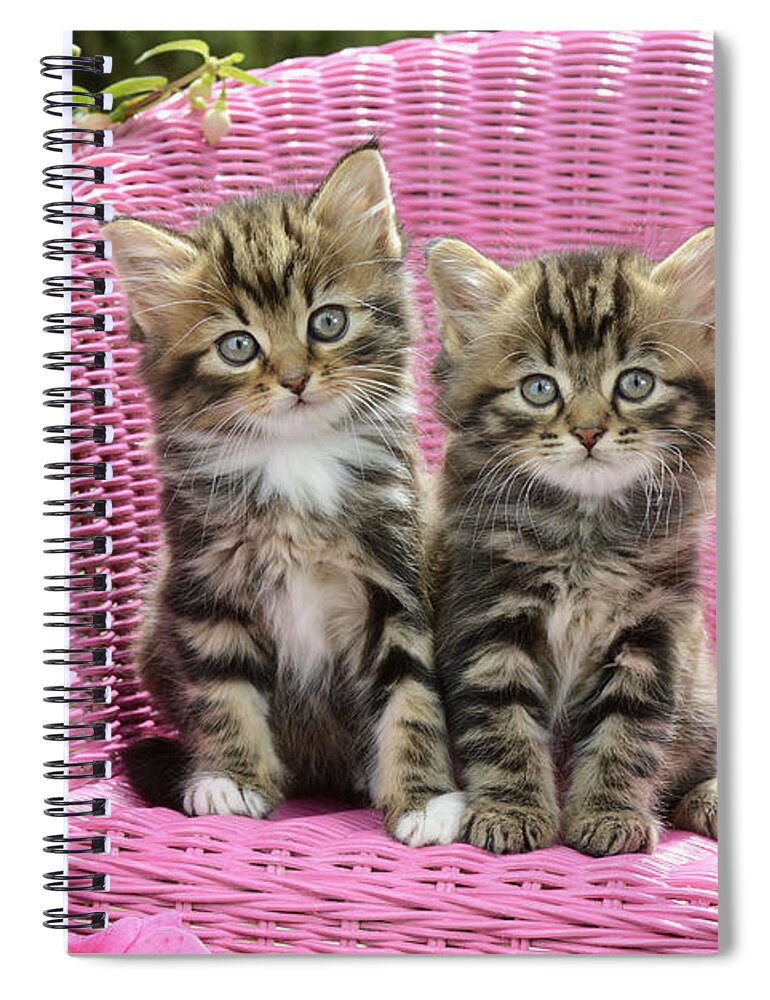 Two Spiral Notebook featuring the digital art Tabby Kittens by MGL Meiklejohn Graphics Licensing