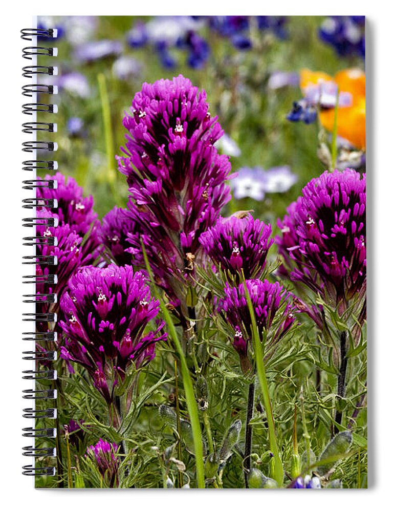 Flower Spiral Notebook featuring the photograph Table Mountain Beauties by Robert Woodward