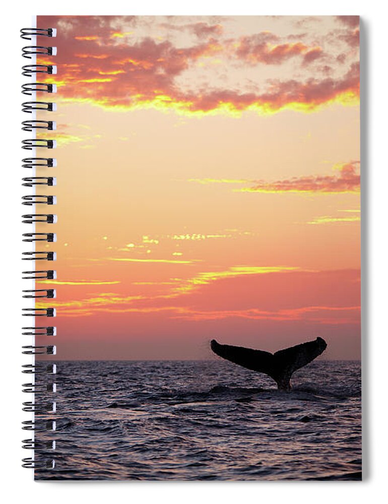 Diving Into Water Spiral Notebook featuring the photograph Tail Fin From Diving Humpback Whale At by Clumpner