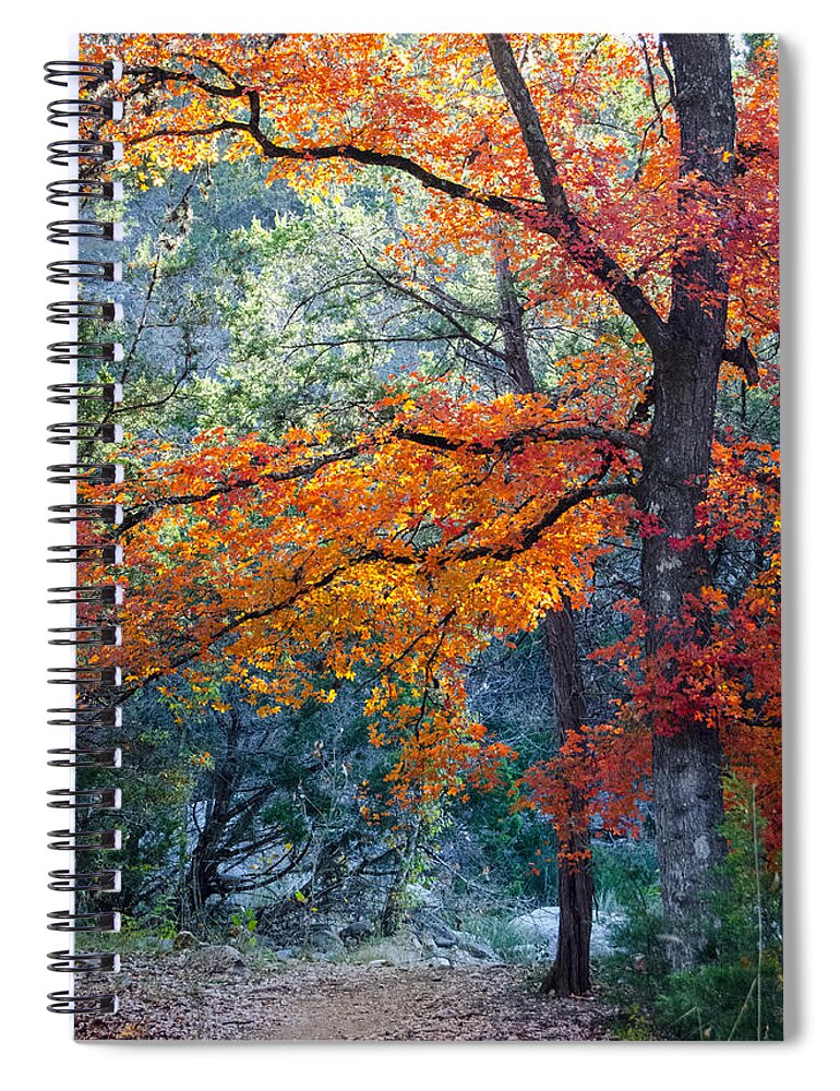 Tree Boughs Spiral Notebook featuring the photograph Take A Bough by Debbie Karnes