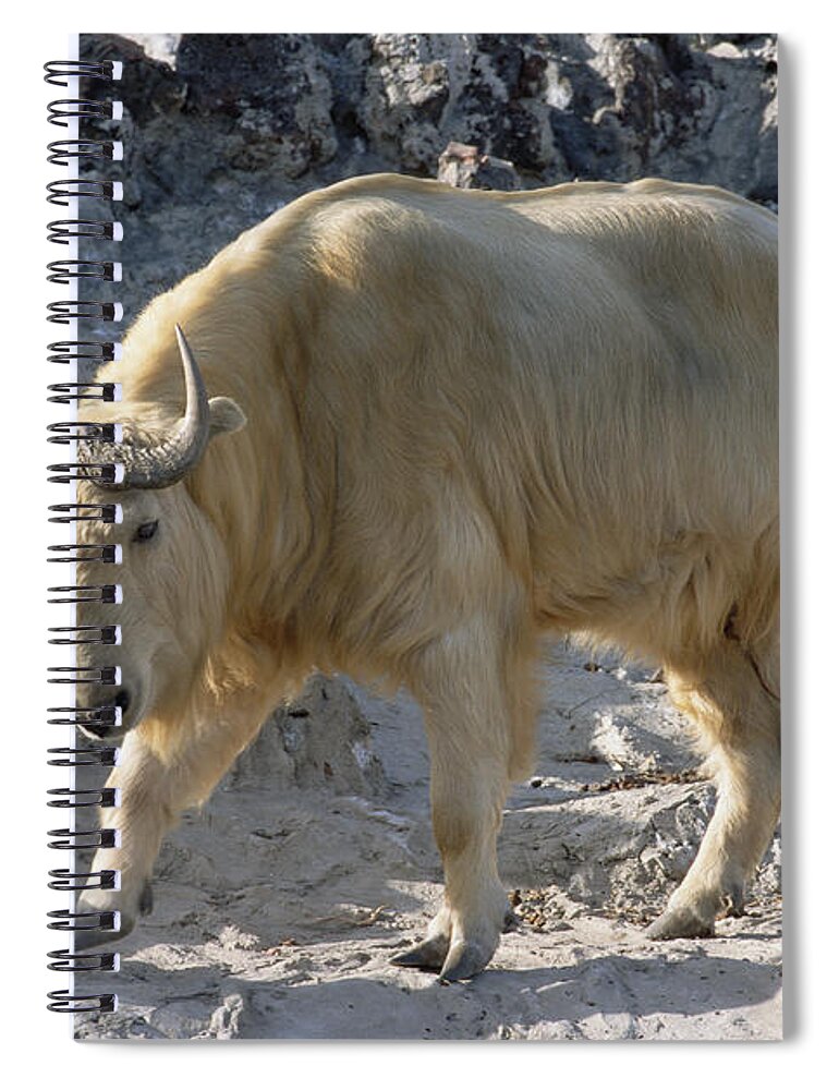 Feb0514 Spiral Notebook featuring the photograph Takin China by Konrad Wothe