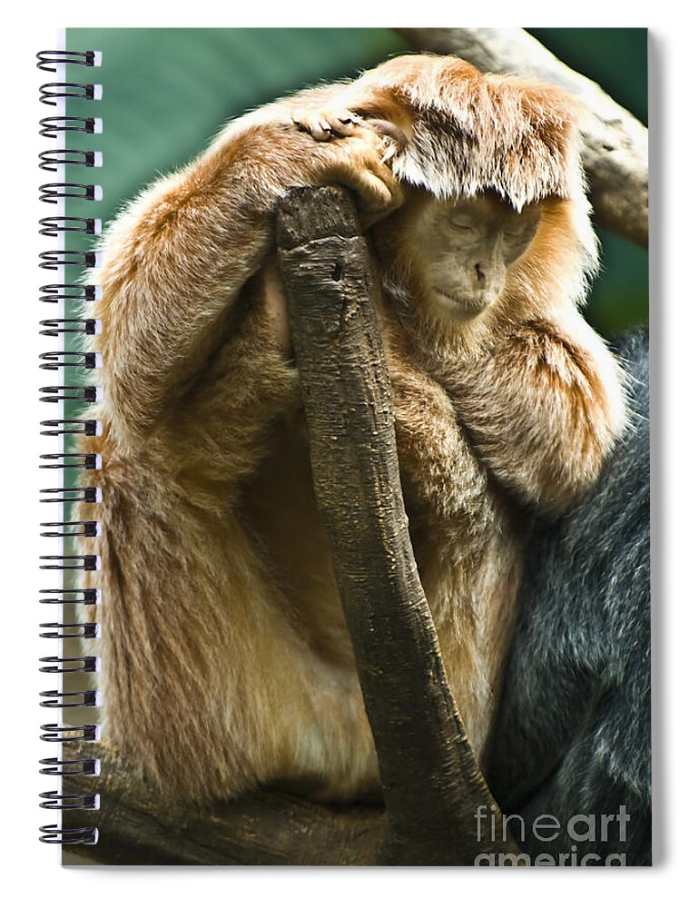 Ape Spiral Notebook featuring the photograph Taking a Nap by Anthony Sacco