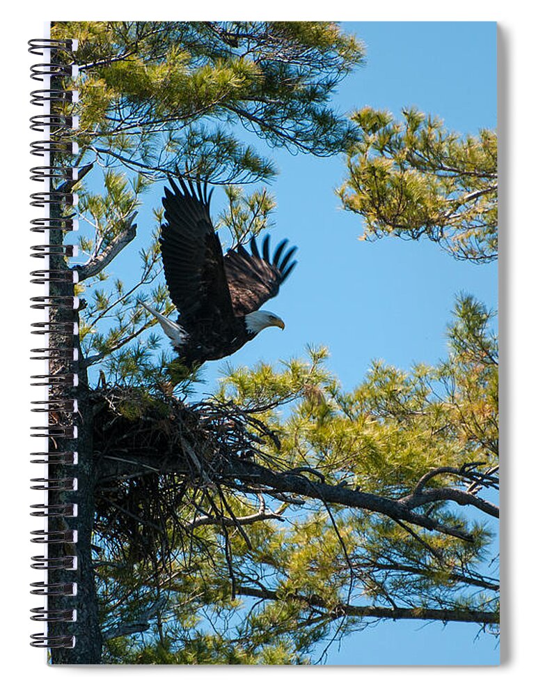 Bald Eagle Spiral Notebook featuring the photograph Taking Flight by Brenda Jacobs
