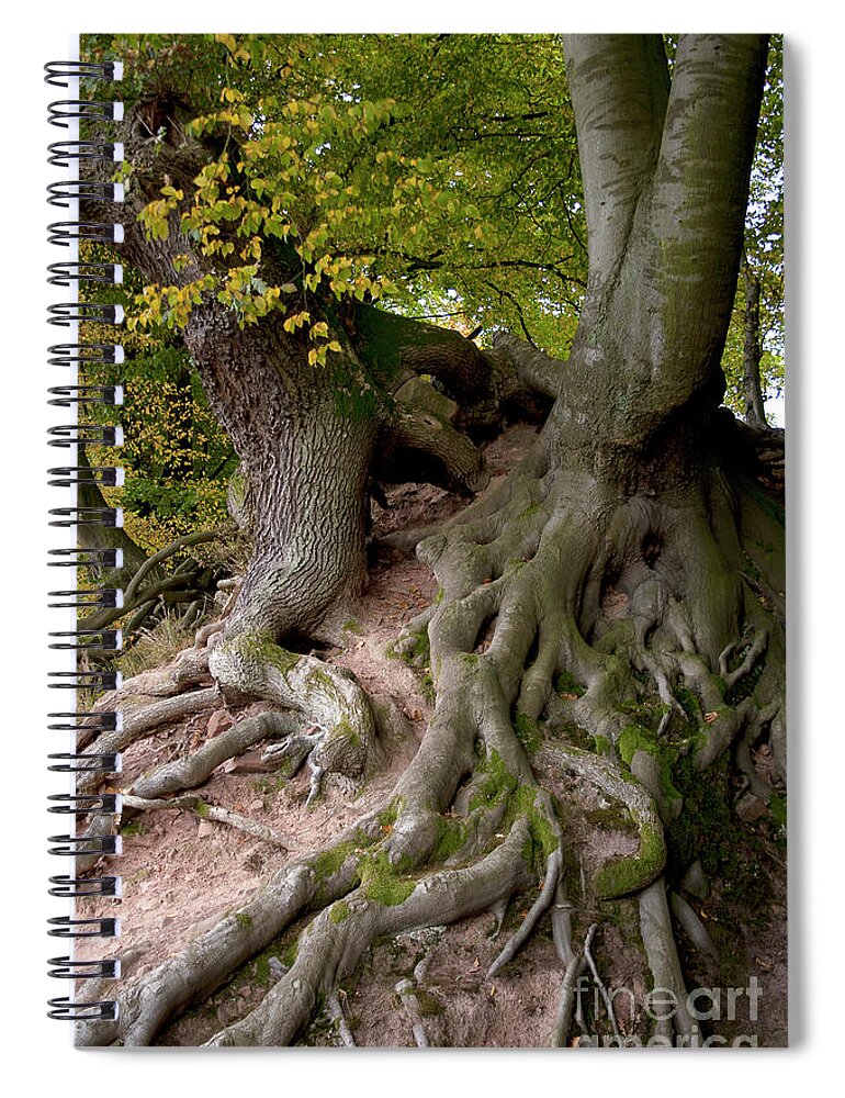 Nature Spiral Notebook featuring the photograph Taking root by Heiko Koehrer-Wagner