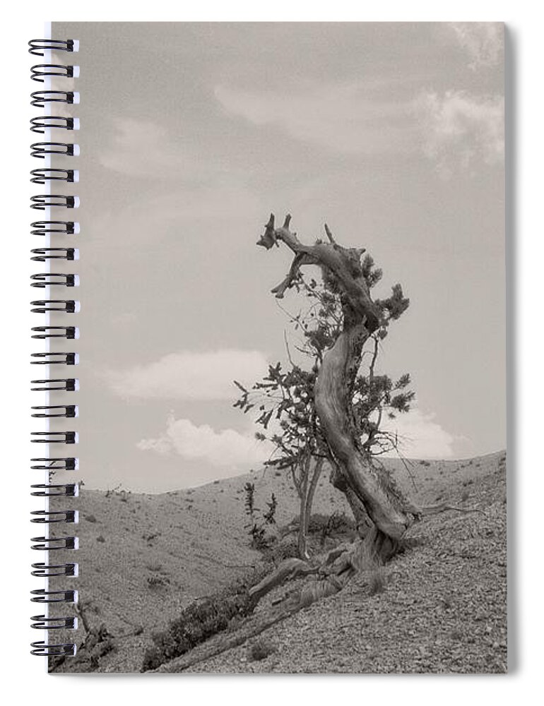 Utah Spiral Notebook featuring the photograph Talking Trees in Bryce Canyon by Carol Whaley Addassi