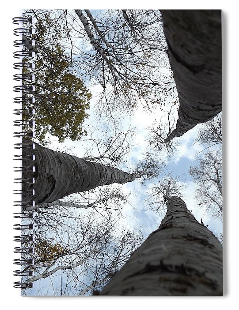 Nature Birch Tree Woods Fall Autumn Outside Trees Spiral Notebook featuring the photograph Tall Birches by Erick Schmidt