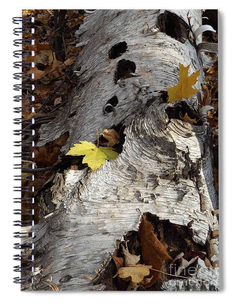 Nature Birch Tree Woods Fall Autumn Outside Trees Spiral Notebook featuring the photograph Tall Fallen Birch with Leaves by Erick Schmidt