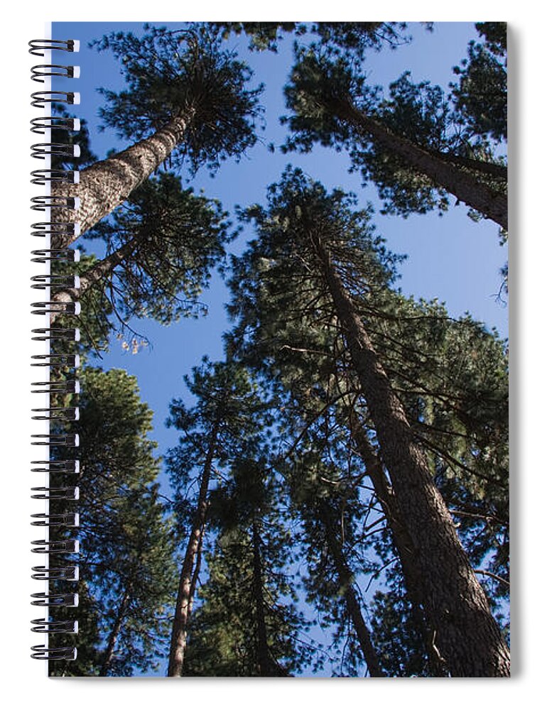 Trees Spiral Notebook featuring the photograph Talls trees Yosemite National Park by Sue Leonard