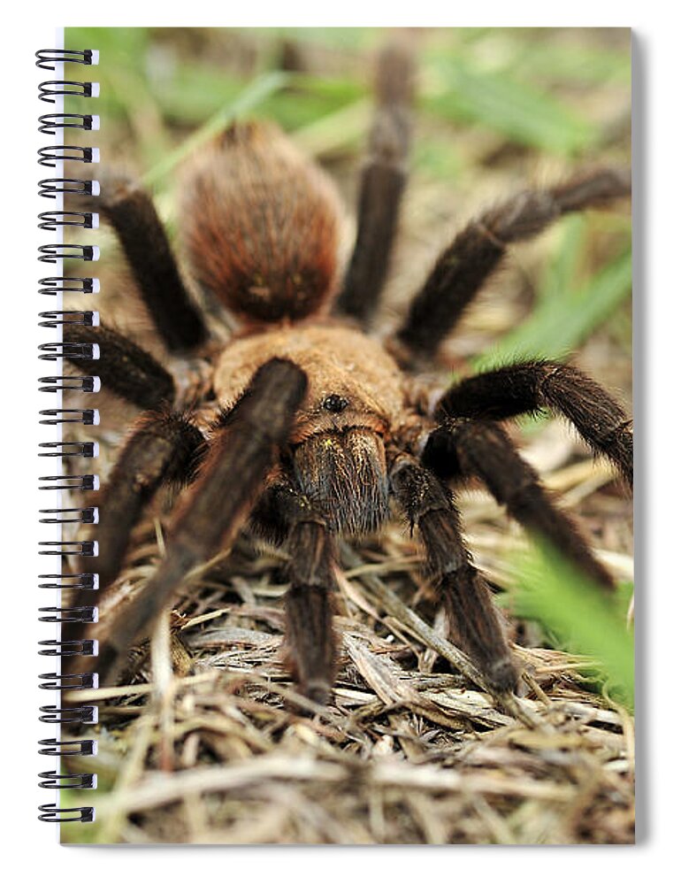 Spider Spiral Notebook featuring the photograph Tarantula by Karen Slagle