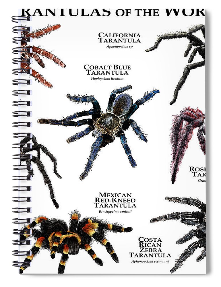 Arachnid Spiral Notebook featuring the photograph Tarantulas Of The World by Roger Hall