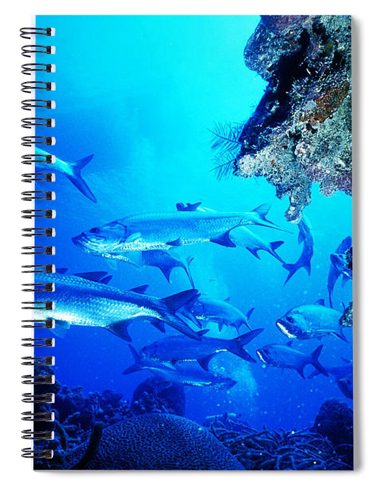 Animal Spiral Notebook featuring the photograph Tarpon. M. Atlanticus by Nancy Sefton
