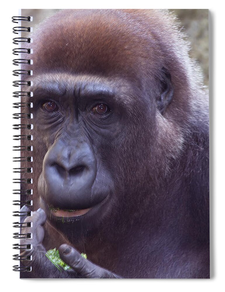 Busch Gardens Spiral Notebook featuring the photograph Tasty Lettuce by Sue Karski