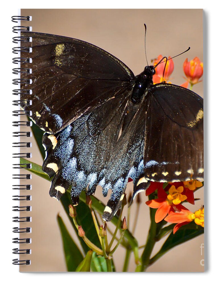 Butterfly Spiral Notebook featuring the photograph Tattered Tails by Kerri Farley