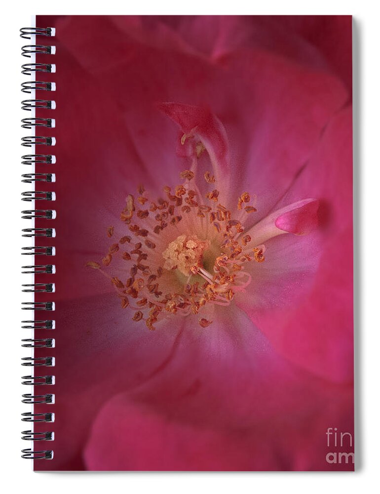 Tea Rose Spiral Notebook featuring the photograph Tea Rose by Debra Fedchin
