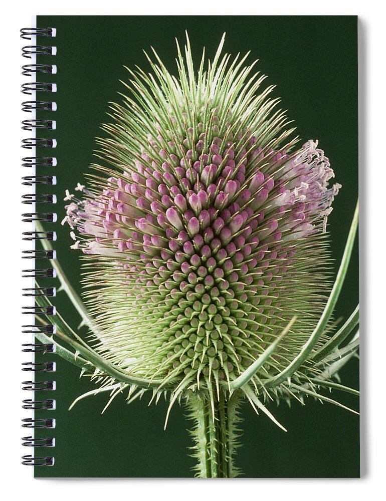Botany Spiral Notebook featuring the photograph Teasel Flower by Perennou Nuridsany