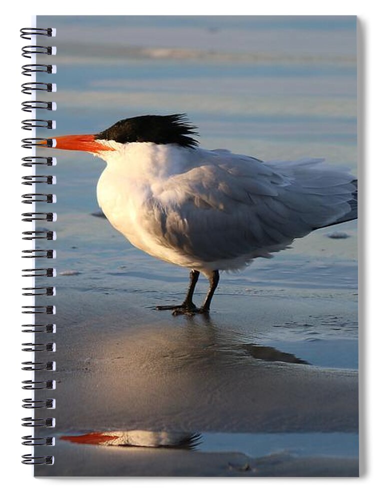 Tern Spiral Notebook featuring the photograph Tern on the Beach by Christy Pooschke