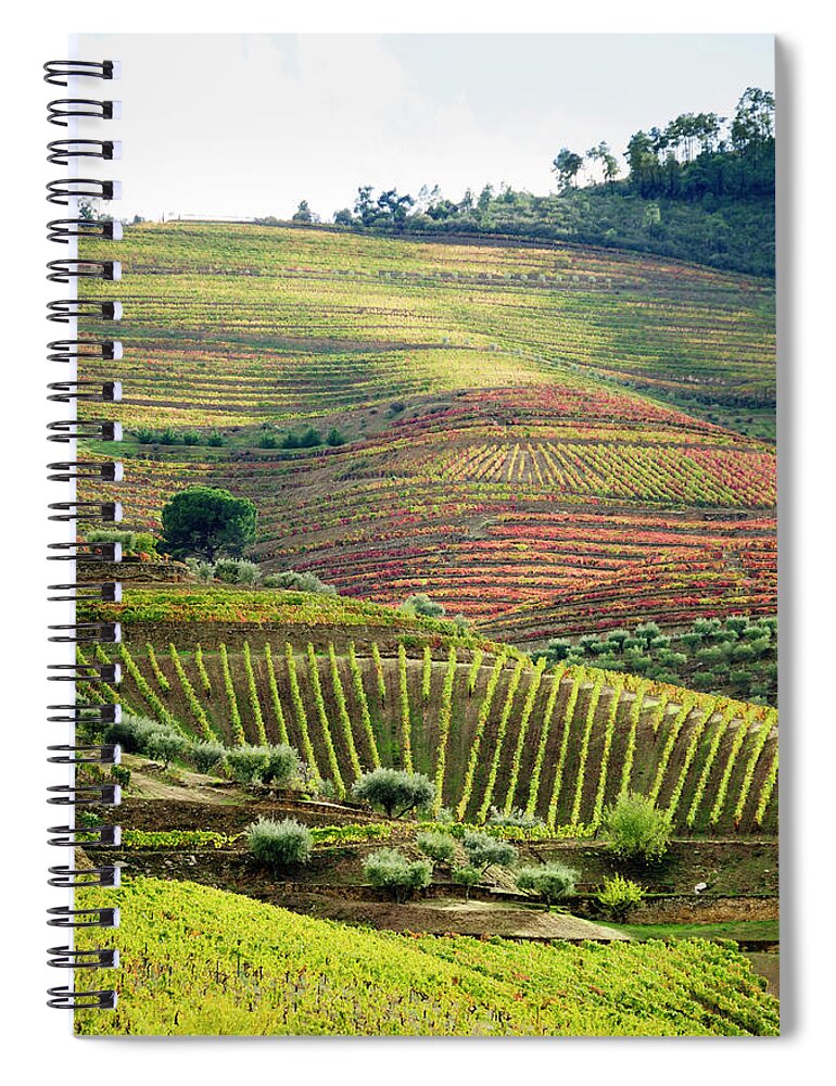 Scenics Spiral Notebook featuring the photograph Terraced Field Vineyard In Its Autumn by Ogphoto