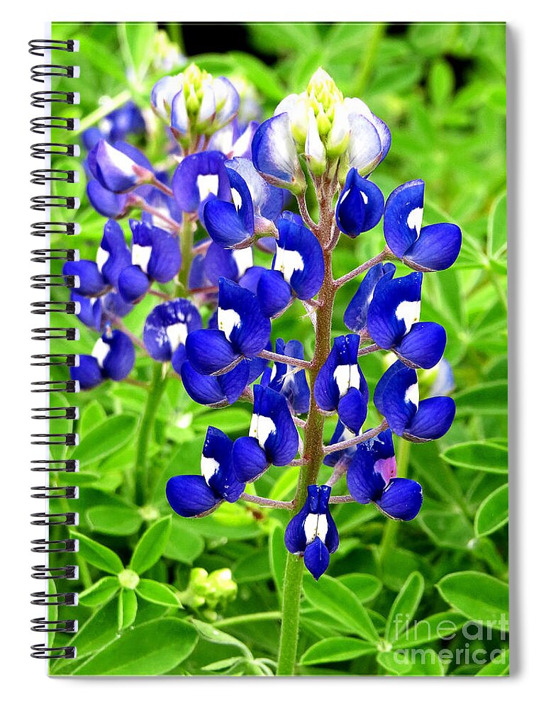Flower Spiral Notebook featuring the photograph Texas Bluebonnets - Wildflower Portrait by Ella Kaye Dickey